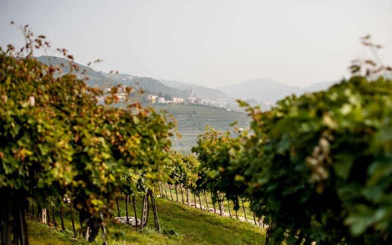 Domìni Veneti - veduta vigneti in Valpolicella